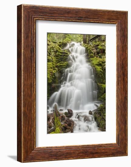 White Branch Falls, Oregon Cascades, Oregon-Adam Jones-Framed Photographic Print