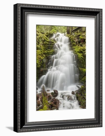 White Branch Falls, Oregon Cascades, Oregon-Adam Jones-Framed Photographic Print