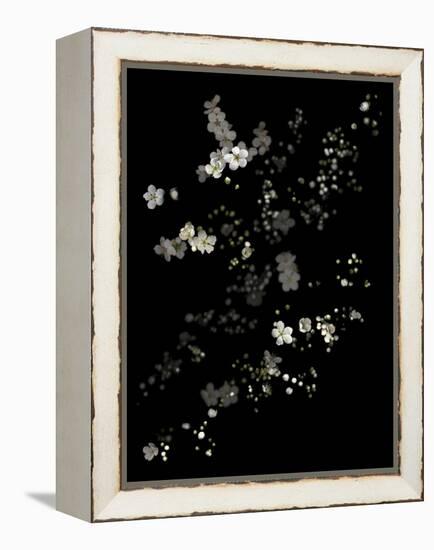 White Branches - White Plum Blossoms-Doris Mitsch-Framed Premier Image Canvas