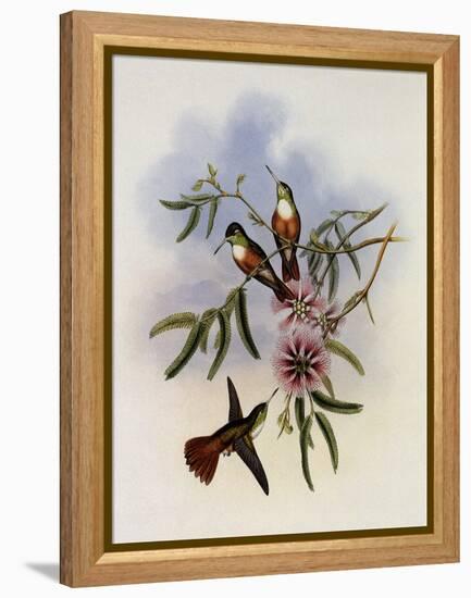 White-Breasted Amazili, Amazilia Leucoph?a-John Gould-Framed Premier Image Canvas