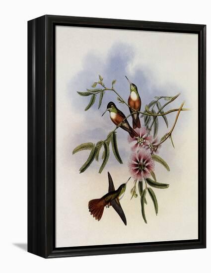 White-Breasted Amazili, Amazilia Leucoph?a-John Gould-Framed Premier Image Canvas