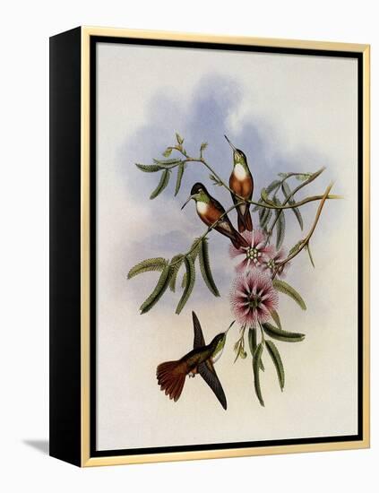 White-Breasted Amazili, Amazilia Leucoph?a-John Gould-Framed Premier Image Canvas