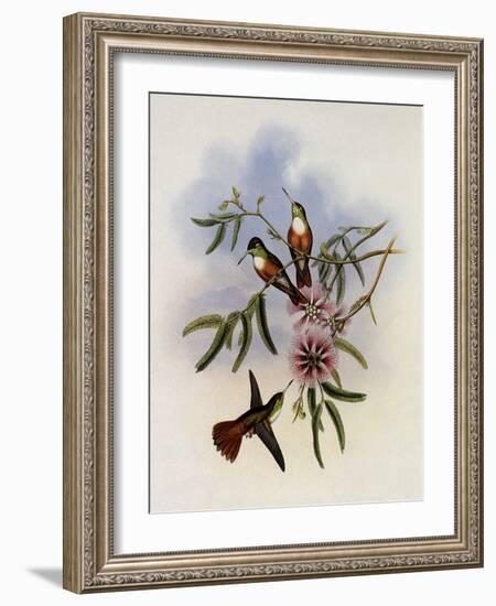 White-Breasted Amazili, Amazilia Leucoph?a-John Gould-Framed Giclee Print