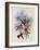 White-Breasted Amazili, Amazilia Leucoph?a-John Gould-Framed Giclee Print