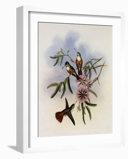 White-Breasted Amazili, Amazilia Leucoph?a-John Gould-Framed Giclee Print