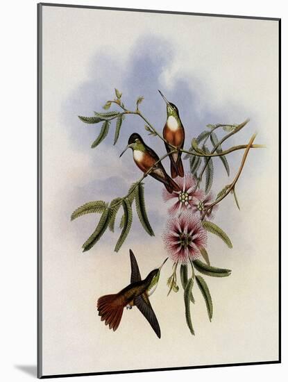 White-Breasted Amazili, Amazilia Leucoph?a-John Gould-Mounted Giclee Print