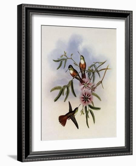 White-Breasted Amazili, Amazilia Leucoph?a-John Gould-Framed Giclee Print