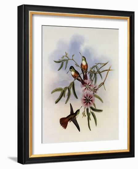 White-Breasted Amazili, Amazilia Leucoph?a-John Gould-Framed Giclee Print