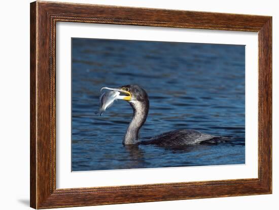 White-breasted Cormorant with Fish-Peter Chadwick-Framed Photographic Print