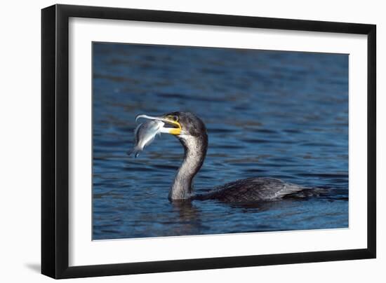 White-breasted Cormorant with Fish-Peter Chadwick-Framed Photographic Print