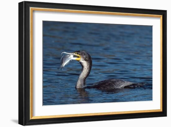 White-breasted Cormorant with Fish-Peter Chadwick-Framed Photographic Print