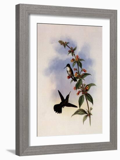 White-Breasted Emerald, Thaumatias Candidus-John Gould-Framed Giclee Print