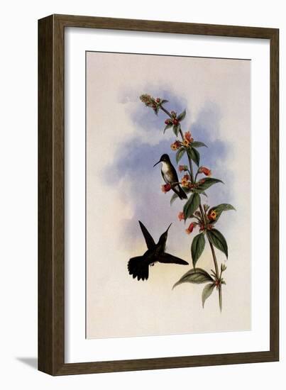 White-Breasted Emerald, Thaumatias Candidus-John Gould-Framed Giclee Print