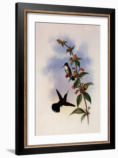 White-Breasted Emerald, Thaumatias Candidus-John Gould-Framed Giclee Print