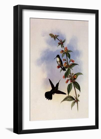 White-Breasted Emerald, Thaumatias Candidus-John Gould-Framed Giclee Print