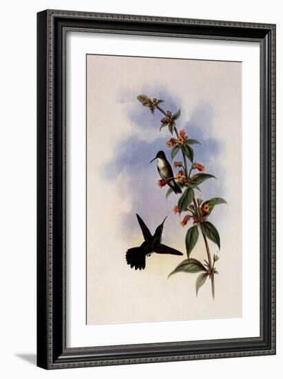 White-Breasted Emerald, Thaumatias Candidus-John Gould-Framed Giclee Print