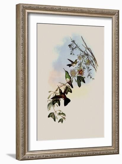 White-Breasted Erythronote, Erythronota Niveiventris-John Gould-Framed Giclee Print