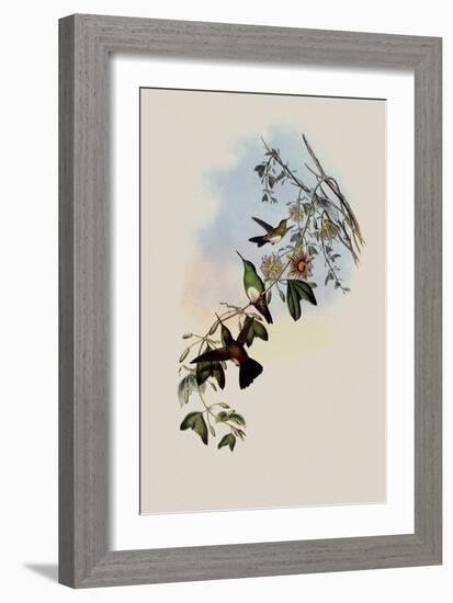 White-Breasted Erythronote, Erythronota Niveiventris-John Gould-Framed Giclee Print