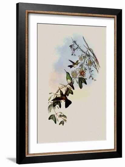 White-Breasted Erythronote, Erythronota Niveiventris-John Gould-Framed Giclee Print