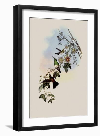 White-Breasted Erythronote, Erythronota Niveiventris-John Gould-Framed Giclee Print