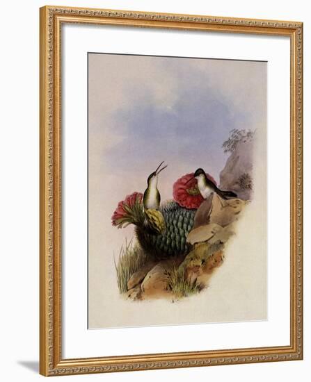 White-Breasted Leucippus, Leucippus Chionogaster-John Gould-Framed Giclee Print