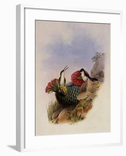 White-Breasted Leucippus, Leucippus Chionogaster-John Gould-Framed Giclee Print