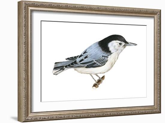 White-Breasted Nuthatch (Sitta Carolinensis), Birds-Encyclopaedia Britannica-Framed Art Print