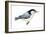 White-Breasted Nuthatch (Sitta Carolinensis), Birds-Encyclopaedia Britannica-Framed Art Print