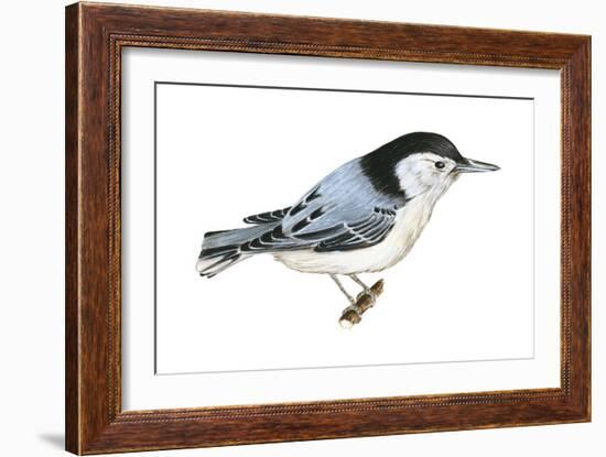 White-Breasted Nuthatch (Sitta Carolinensis), Birds-Encyclopaedia Britannica-Framed Art Print