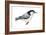 White-Breasted Nuthatch (Sitta Carolinensis), Birds-Encyclopaedia Britannica-Framed Art Print