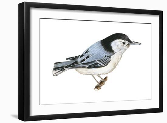 White-Breasted Nuthatch (Sitta Carolinensis), Birds-Encyclopaedia Britannica-Framed Art Print