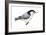 White-Breasted Nuthatch (Sitta Carolinensis), Birds-Encyclopaedia Britannica-Framed Art Print