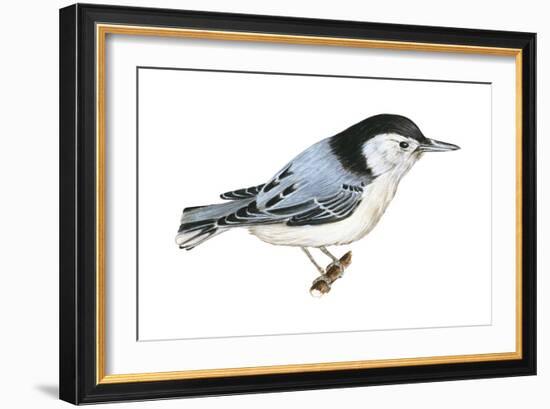 White-Breasted Nuthatch (Sitta Carolinensis), Birds-Encyclopaedia Britannica-Framed Art Print