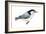 White-Breasted Nuthatch (Sitta Carolinensis), Birds-Encyclopaedia Britannica-Framed Art Print