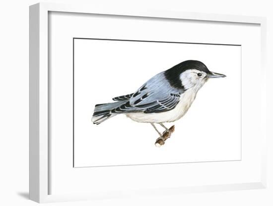 White-Breasted Nuthatch (Sitta Carolinensis), Birds-Encyclopaedia Britannica-Framed Art Print