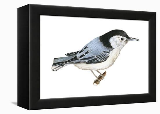 White-Breasted Nuthatch (Sitta Carolinensis), Birds-Encyclopaedia Britannica-Framed Stretched Canvas