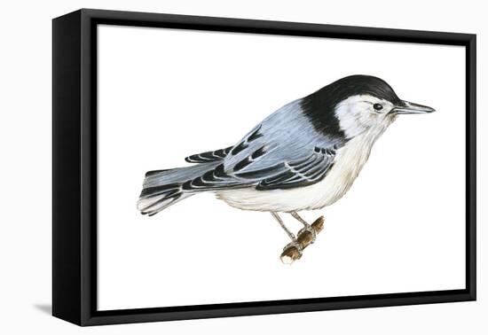 White-Breasted Nuthatch (Sitta Carolinensis), Birds-Encyclopaedia Britannica-Framed Stretched Canvas