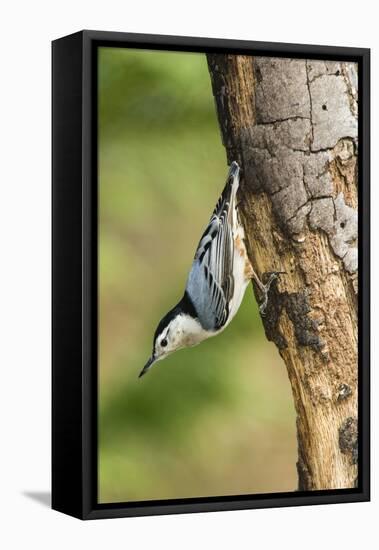 White-Breasted Nuthatch-Gary Carter-Framed Premier Image Canvas