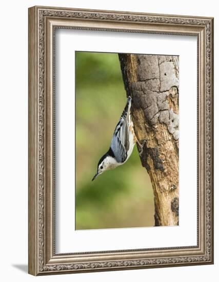 White-Breasted Nuthatch-Gary Carter-Framed Photographic Print