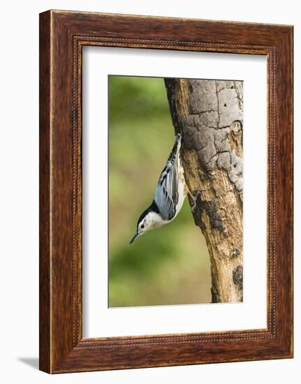 White-Breasted Nuthatch-Gary Carter-Framed Photographic Print