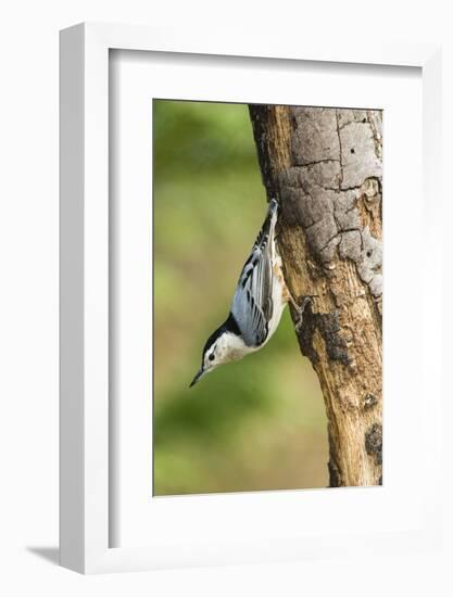 White-Breasted Nuthatch-Gary Carter-Framed Photographic Print