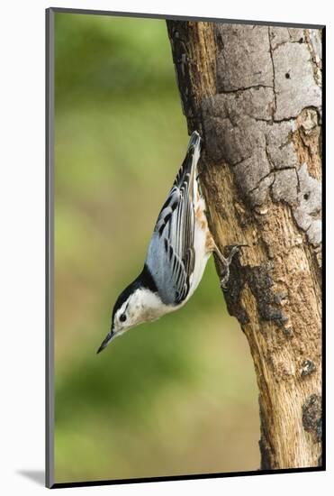 White-Breasted Nuthatch-Gary Carter-Mounted Photographic Print