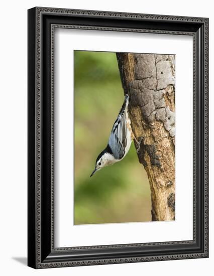 White-Breasted Nuthatch-Gary Carter-Framed Photographic Print