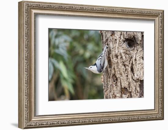 White-Breasted Nuthatch-Gary Carter-Framed Photographic Print