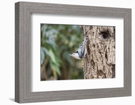 White-Breasted Nuthatch-Gary Carter-Framed Photographic Print