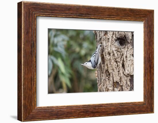 White-Breasted Nuthatch-Gary Carter-Framed Photographic Print