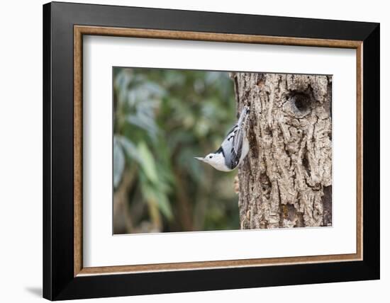 White-Breasted Nuthatch-Gary Carter-Framed Photographic Print
