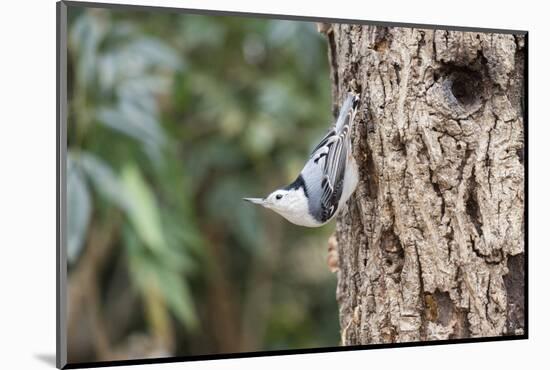 White-Breasted Nuthatch-Gary Carter-Mounted Photographic Print