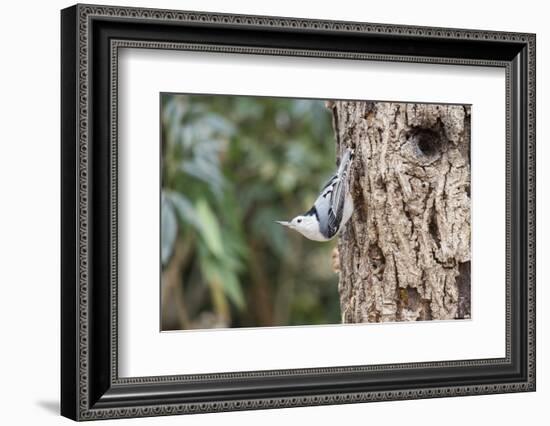 White-Breasted Nuthatch-Gary Carter-Framed Photographic Print