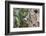 White-Breasted Nuthatch-Gary Carter-Framed Photographic Print